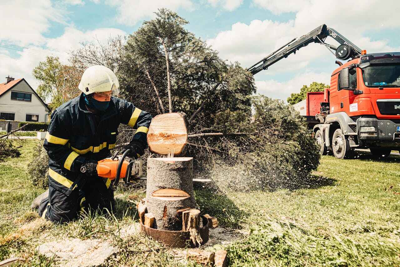 Best Best Tree Removal Services  in Tarrant, AL